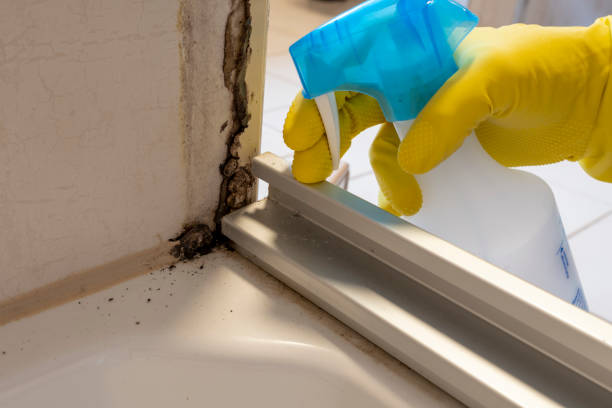 Certified Mold Removal in Pottsgrove, PA