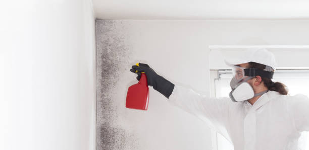 Attic Mold Removal in Pottsgrove, PA